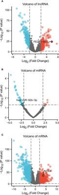 NOX4 has the potential to be a biomarker associated with colon cancer ferroptosis and immune infiltration based on bioinformatics analysis